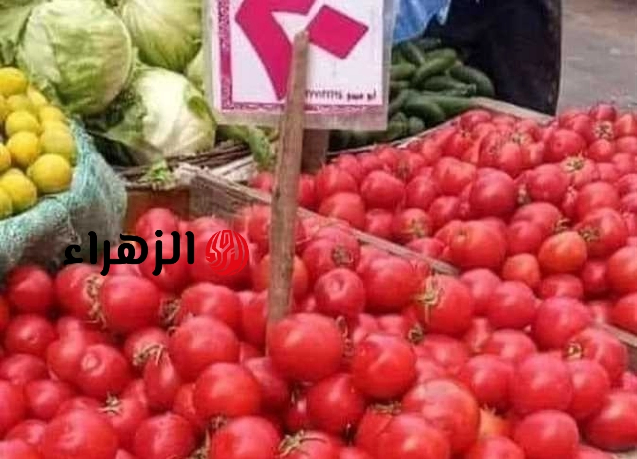 انفراجة كبرى في أسعار الطماطم وتصريحات عاجلة من وزارة الزراعة لجميع المواطنين