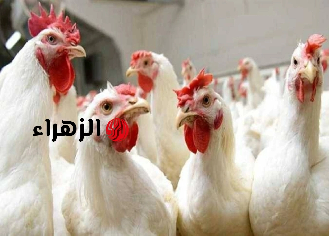 انخفاض كبير للكيلو.. أسعار الفراخ البيضاء والساسو وطبق البيض اليوم الخميس في بورصة الدواجن