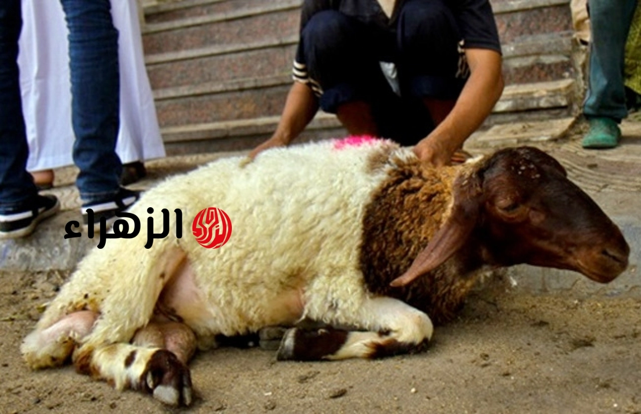 احذر السل الرئوي.. البيطريين تحذر من خطورة الذبح العشوائي للأضاحي