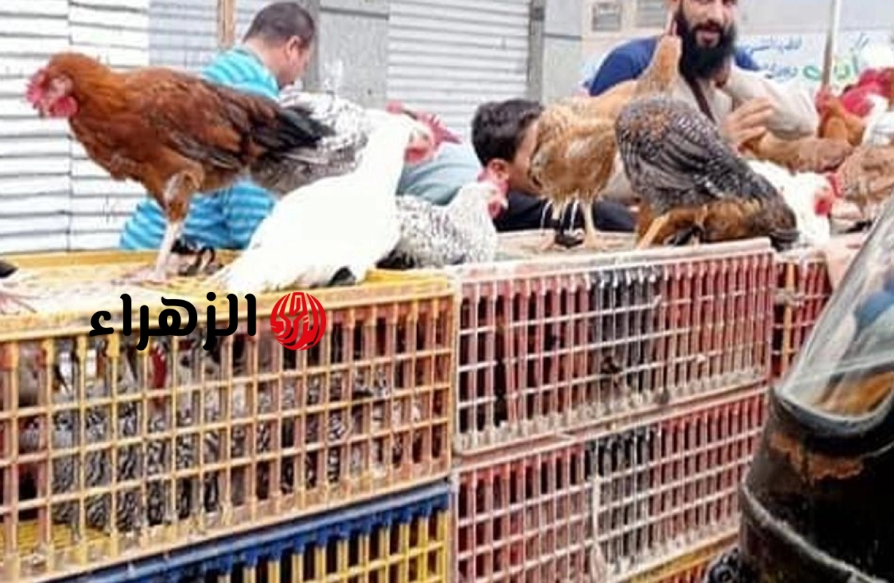 تراجع أسعار الفراخ الساسو واستقرار البيضاء.. تعرف على بورصة الدواجن اليوم الإثنين