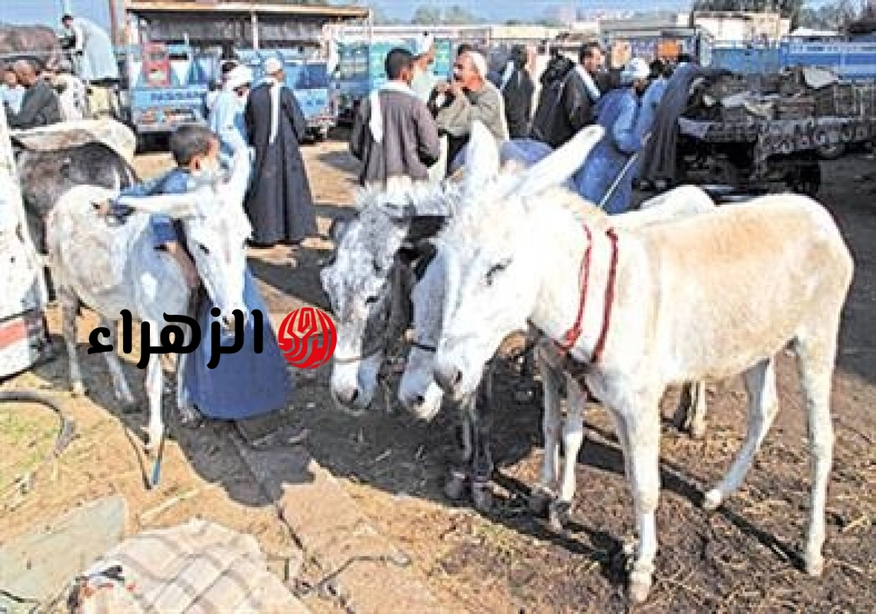 نقيب الفلاحين يحذر من انقراض الحمير بمصر: الأعداد تراجعت لمليون.. وسعر الجلد يصل لـ 45 ألف جنيه بسبب الصين