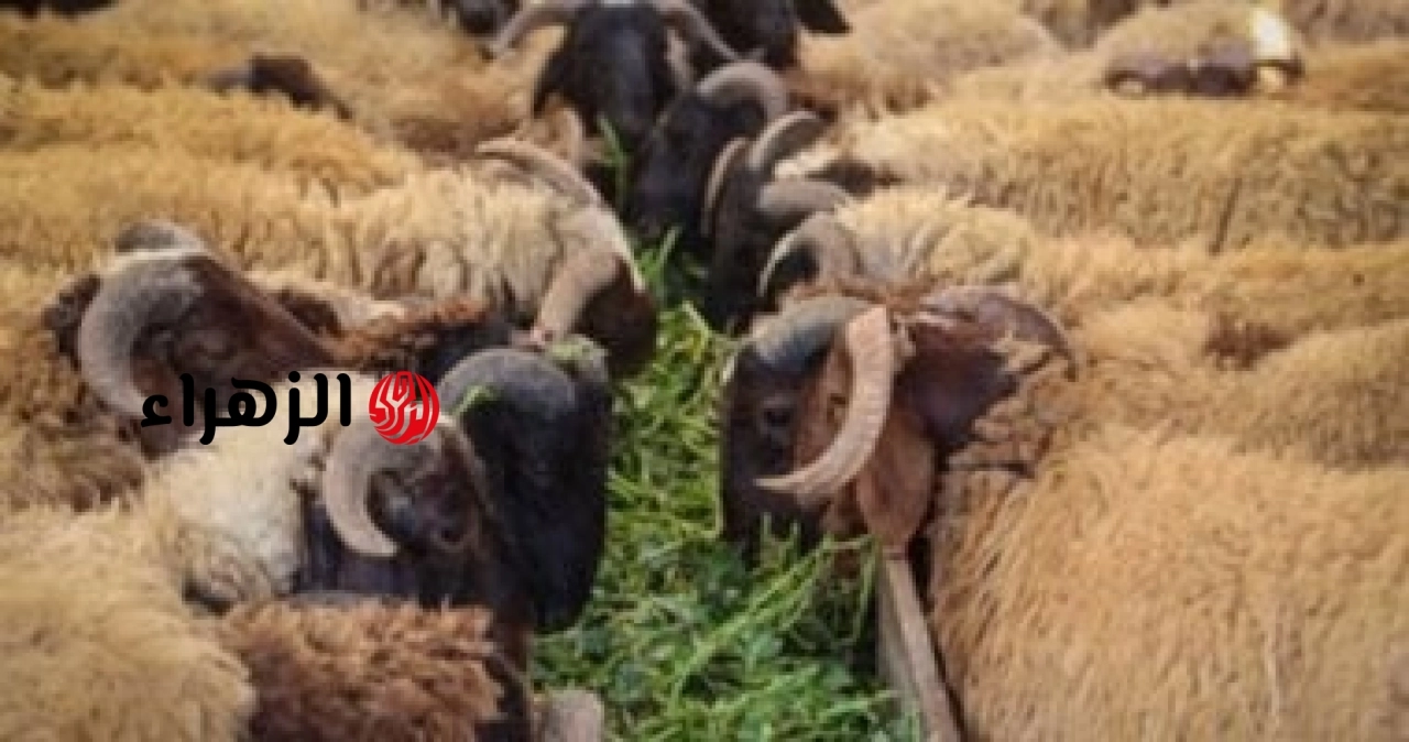 استعداداً لعيد الأضحى…. الأزهر الشريف يوضح أهم أحكام الأضحية في 16 نقطة