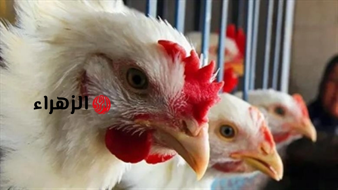 انخفاض 10%.. شعبة الدواجن تزف بشرى سارة عن تراجع أسعار الدواجن قبل عيد الأضحى