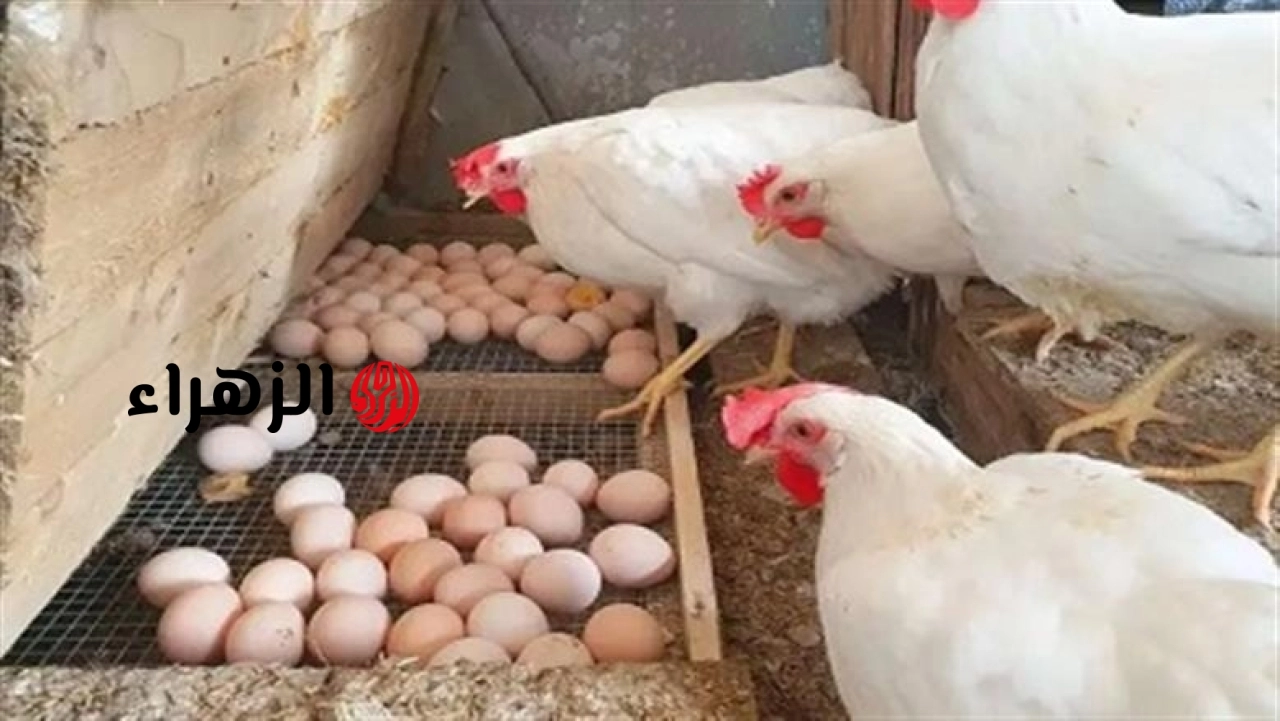 صعود جديد يضرب الأسواق.. خريطة أسعار الدواجن والبيض اليوم الأربعاء بعد الارتفاع الأخير