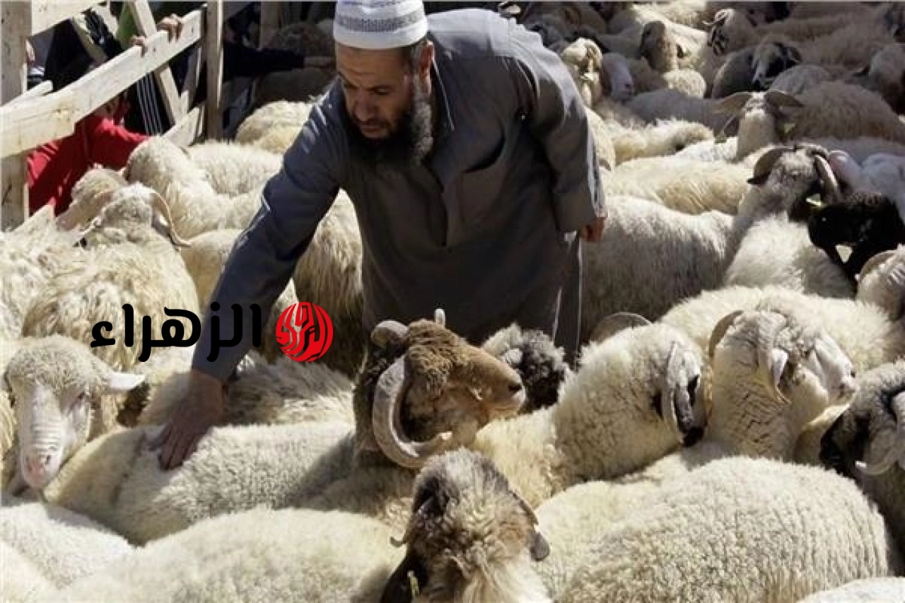 تحذير هام قبل عيد الأضحى.. عقوبة ذبح الأضاحي في الشوارع تصل للحبس سنة
