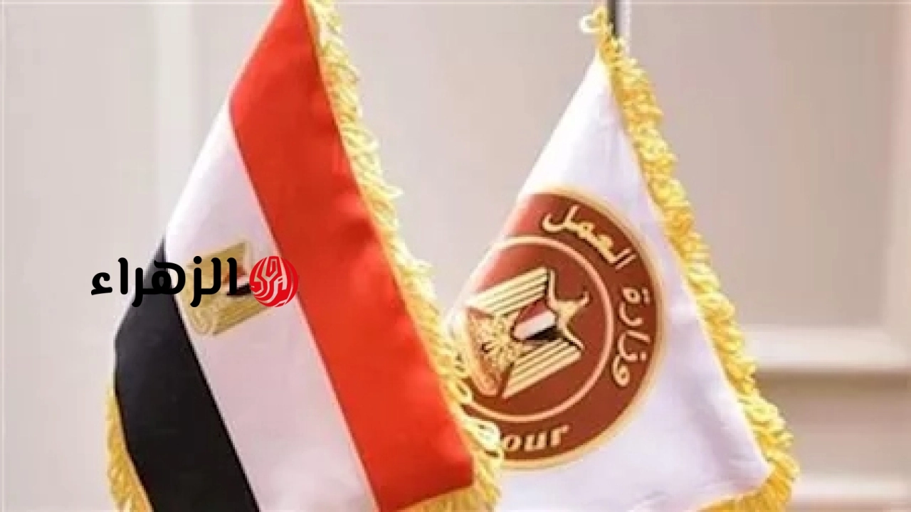 وزارة العمل تعلن عن 2600 فرصة عمل بشركة مقاولات كبرى.. تعرف على الشروط والمزايا