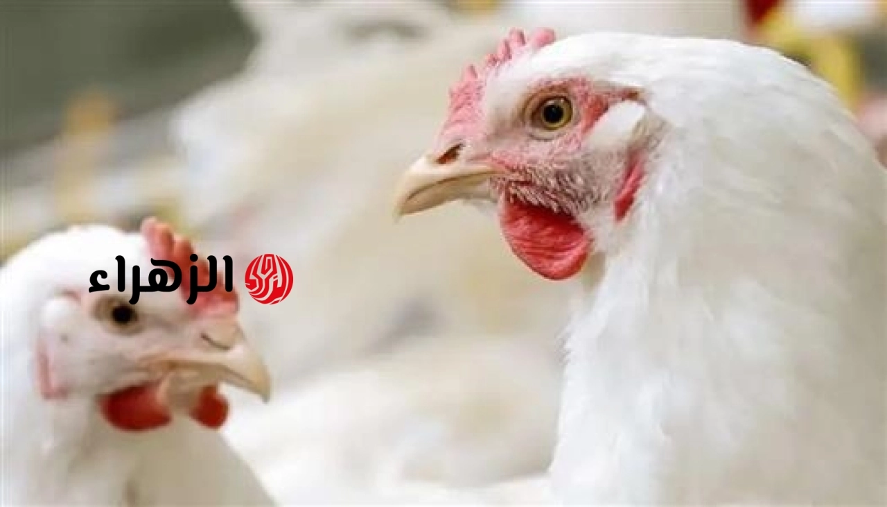 أسعار الدواجن والبيض بالسوق المصري اليوم الأربعاء 6 مايو