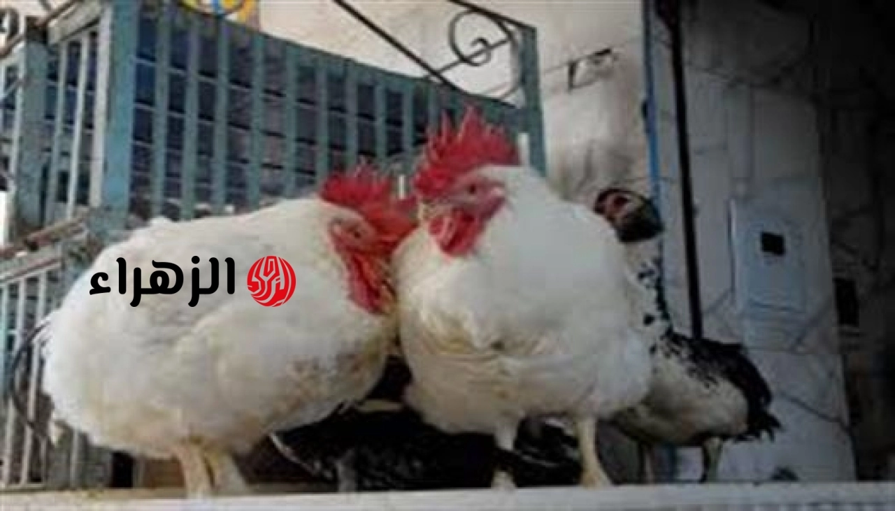 استقرار أسعار الدواجن في مصر اليوم الإثنين 11 مايو 2026 مع تباين طفيف للبيض