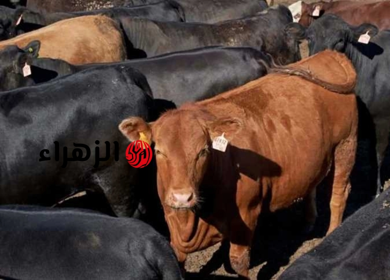 بتخفيضات 25%.. الزراعة تطرح 15 ألف رأس ماشية استعداداً لعيد الأضحى المبارك