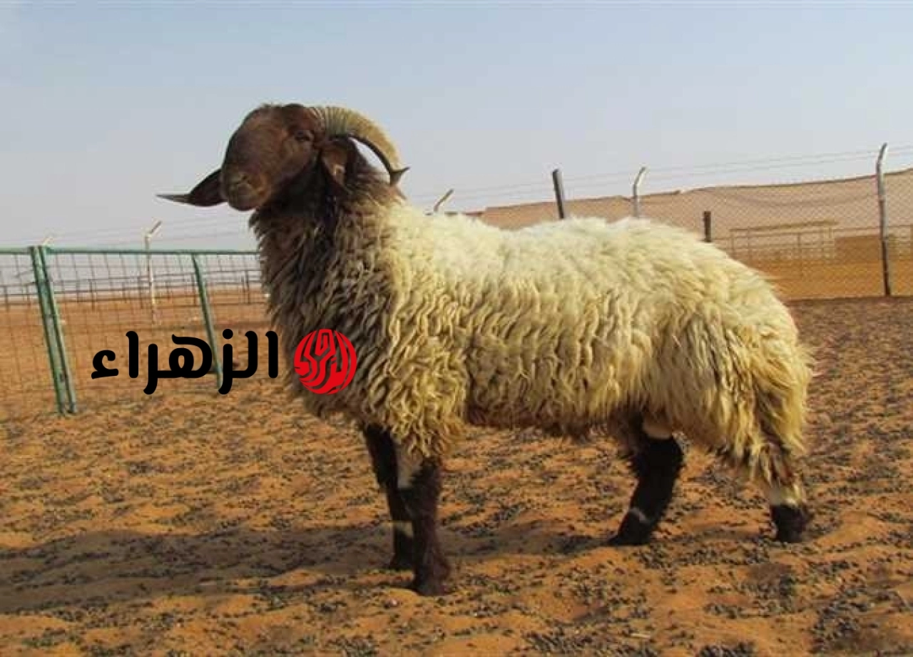مفاجأة سارة قبل عيد الأضحى.. شعبة القصابين تعلن أسعار اللحوم والأضاحي بالكيلو