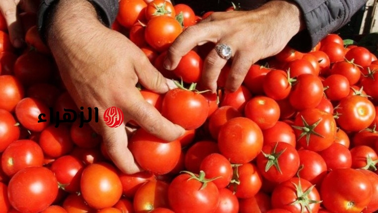 متى تنخفض أسعار الطماطم؟ وزارة الزراعة تزف بشرى سارة للمواطنين بشأن الأسعار