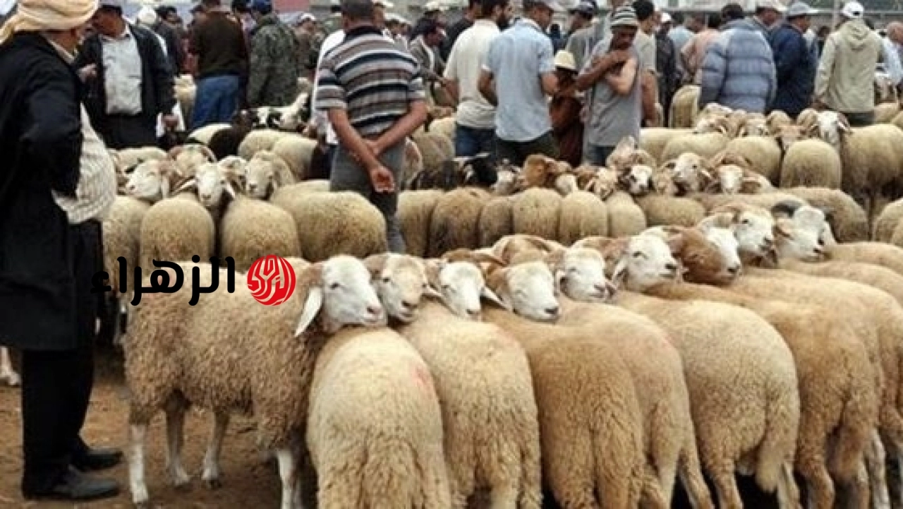الزراعة توجه نصائح للمواطنين لاكتشاف الأضحية المريضة قبل الشراء