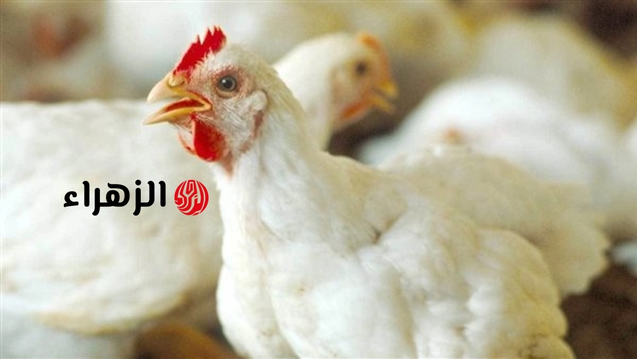 هبوط مفاجئ لأقل من 60 جنيهاً.. خريطة أسعار الدواجن والبيض اليوم الجمعة وتصريحات عاجلة لاتحاد المنتجين