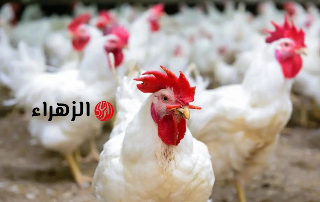 استقرار نسبي يشهده سوق الدواجن في مصر اليوم السبت 9 مايو 2026 مع ترقب تراجع الأسعار