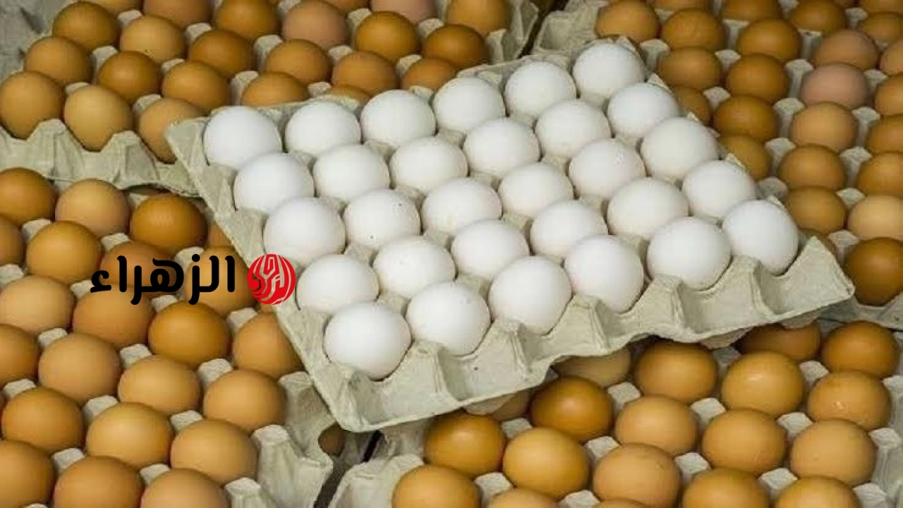 انهيار جديد في أسعار البيض.. الكرتونة تحت الـ 100 جنيه رسمياً والزراعة تكشف الأسباب