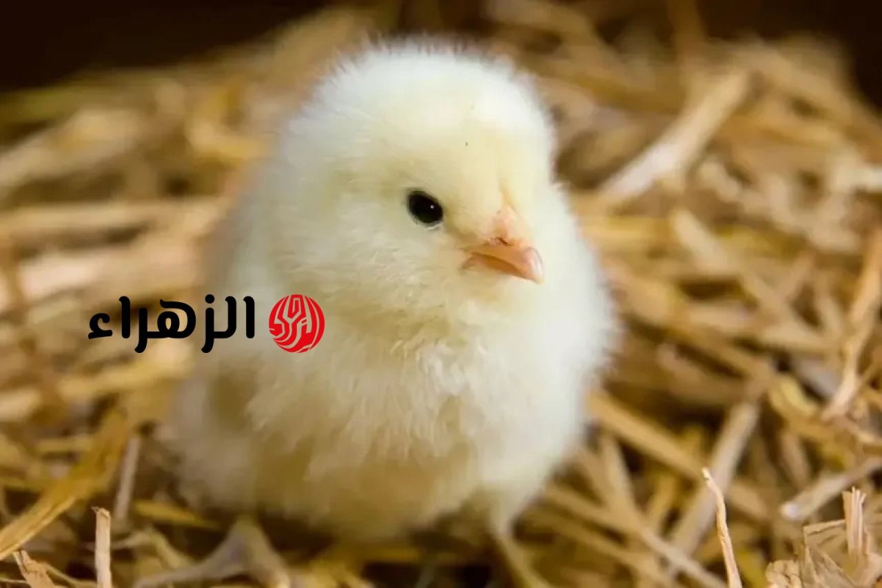 سعر الكتكوت الأبيض اليوم عمر يوم الجمعة 15-5-2026 في بورصة الدواجن الرئيسية