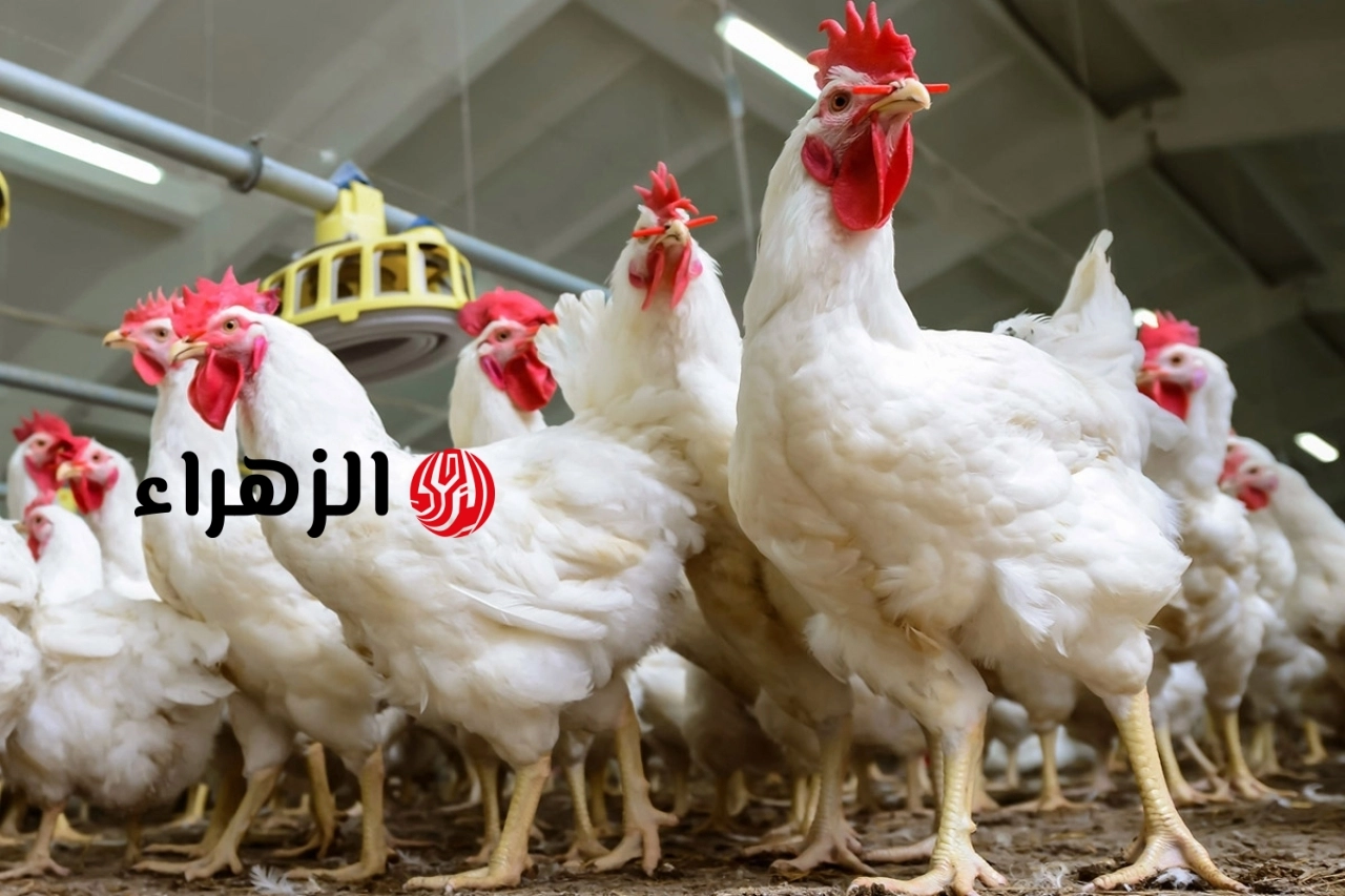 تراجع ملحوظ في بورصة الدواجن.. الفراخ البيضاء تفقد 29 جنيهاً من أعلى سعر وتصل لـ 75 جنيهاً بالمزرعة