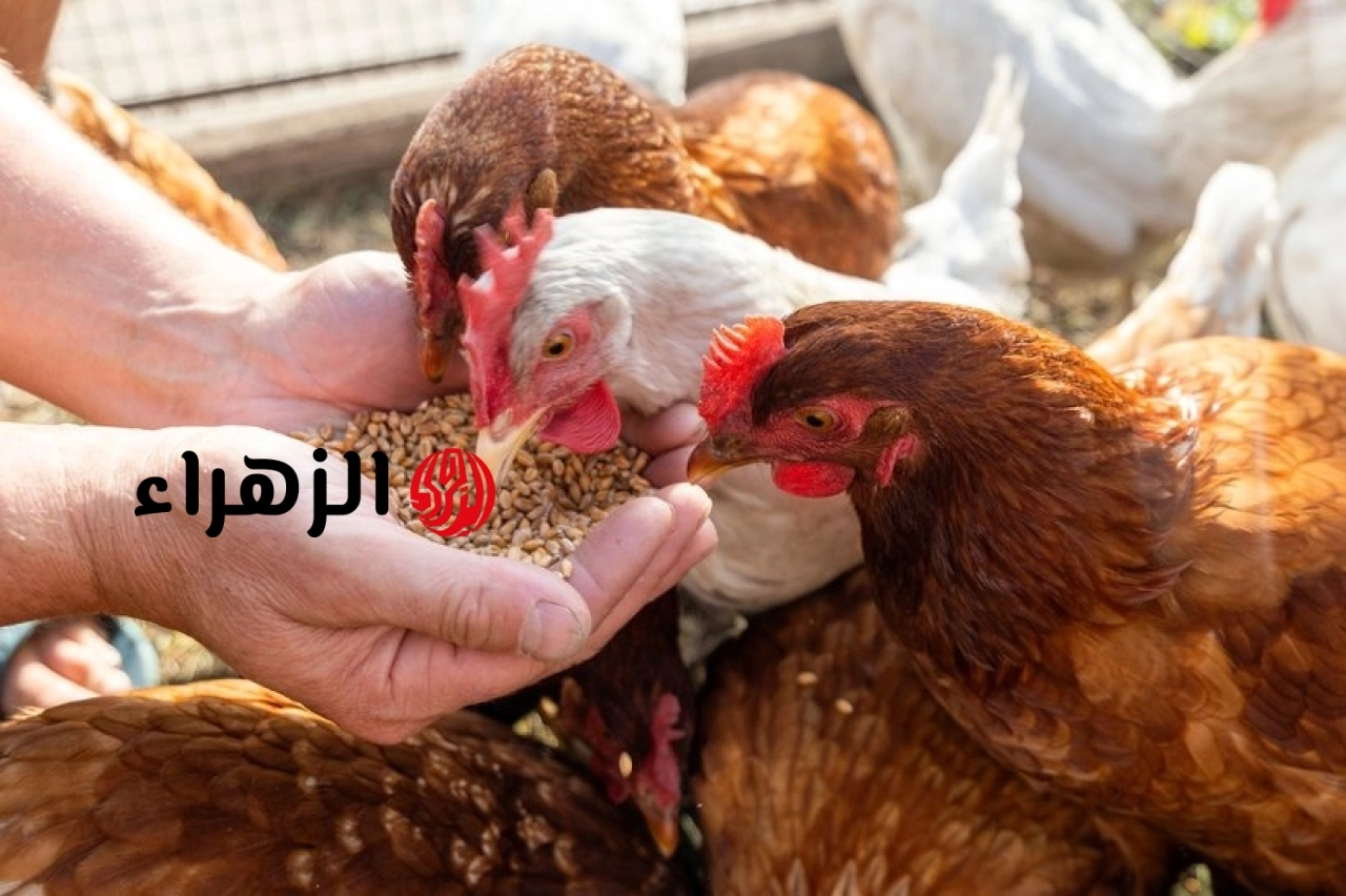 حقيقة استخدام حبوب منع الحمل لتسمين الدواجن ورد حاسم من بيطري القاهرة