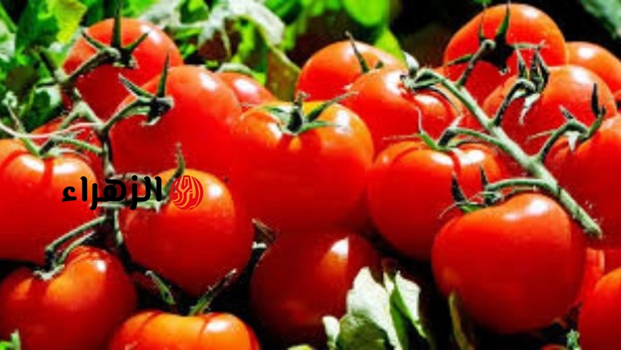 أسعار الطماطم تسجل ارتفاعًا جديدًا قبل عيد الأضحى وتجار يحددون سعر الكيلو في الأسواق