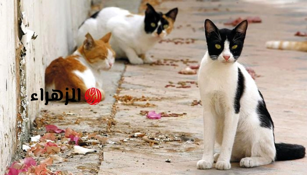 أين تذهب القطط في عيد الأضحى ولماذا تختفي؟.. إليك حقيقة السؤال المحير