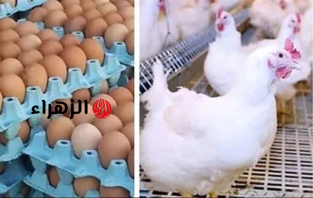 ارتفاع الفراخ واستقرار البيض.. خريطة أسعار الدواجن بالأسواق اليوم الخميس 21 مايو