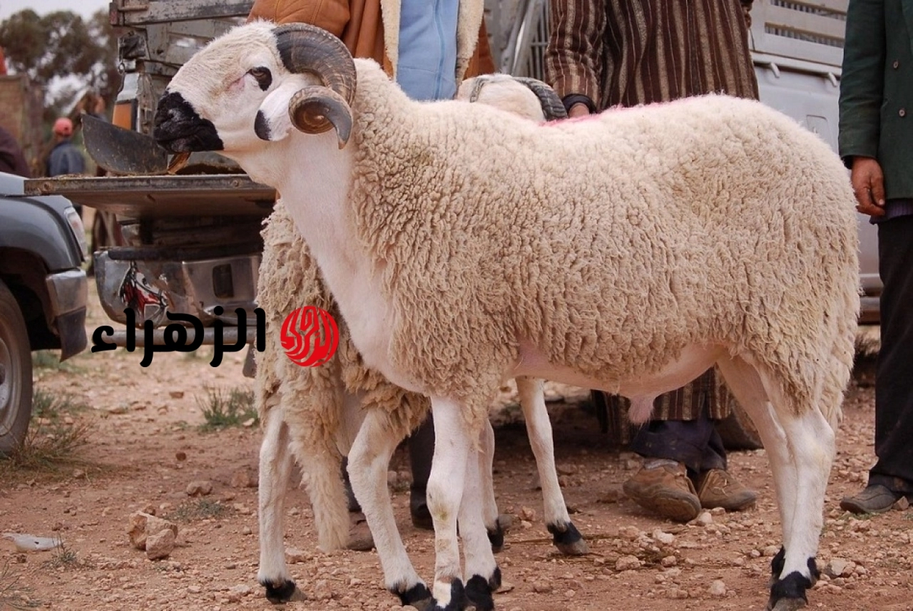 لا يلتفت إليه الناس.. نقيب الفلاحين يكشف شرط خطير للأضحية وجب تحقيقه