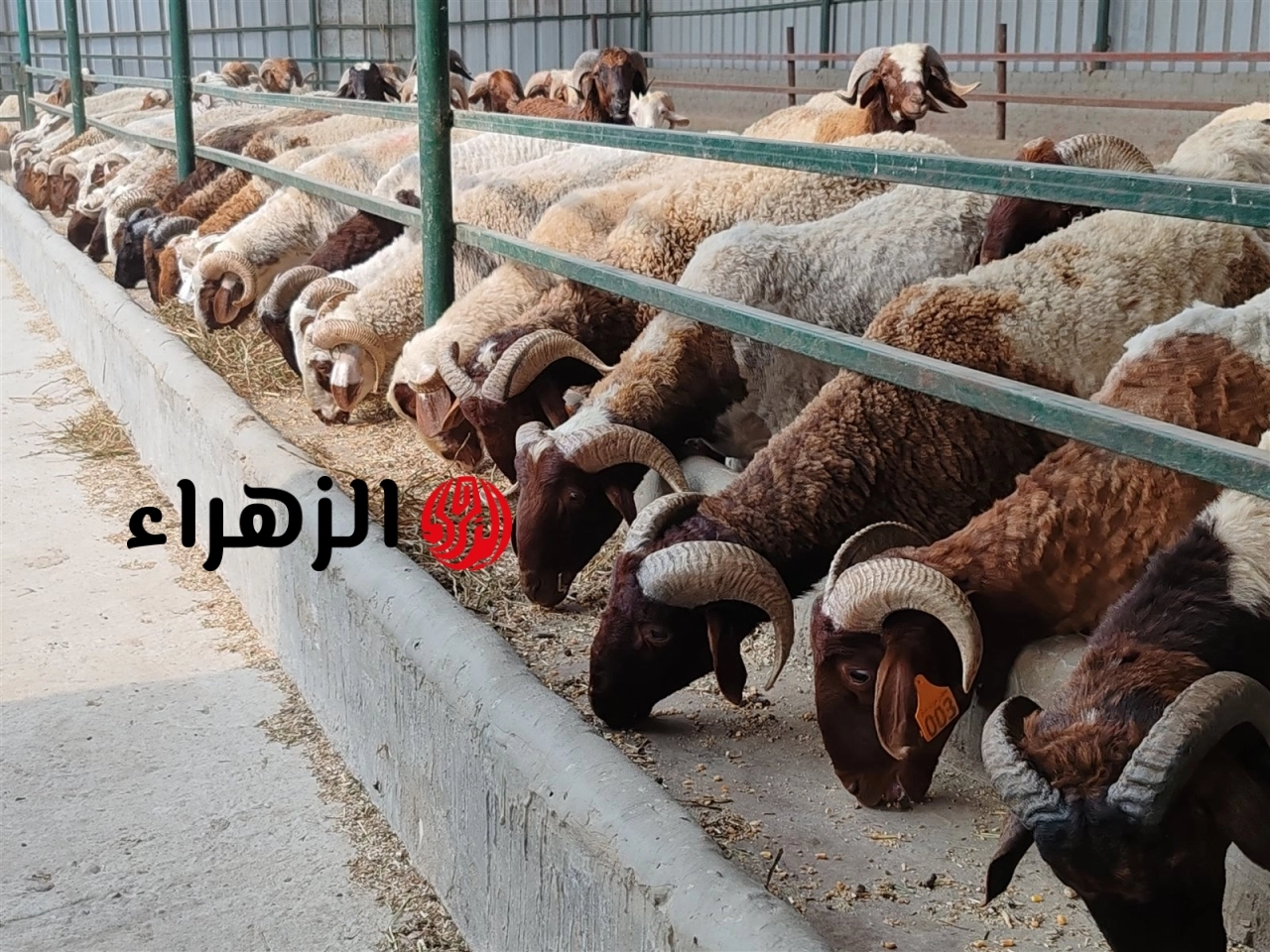 الحكومة المصرية تعلن أحدث أسعار الأضاحي من الخراف والماعز والعجول في المحافظات اليوم