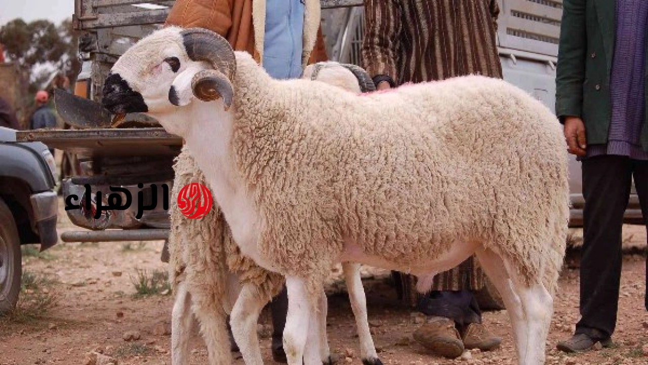 الحكومة تعلن إرشادات للمواطنين حول ذبح الأضاحي استعدادا لعيد الأضحى