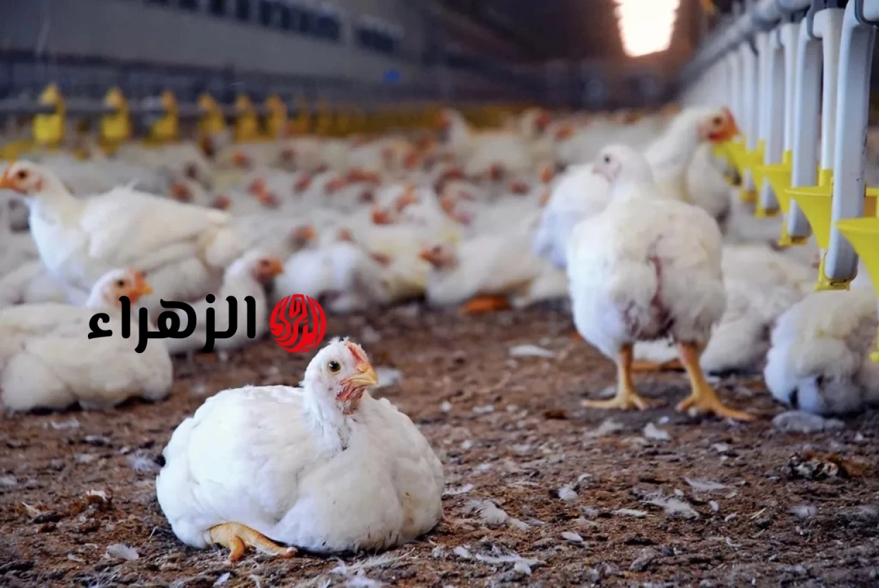 هبوط مفاجئ في أسعار الدواجن والبيض اليوم الجمعة.. وتأثير اقتراب عيد الأضحى على الأسواق