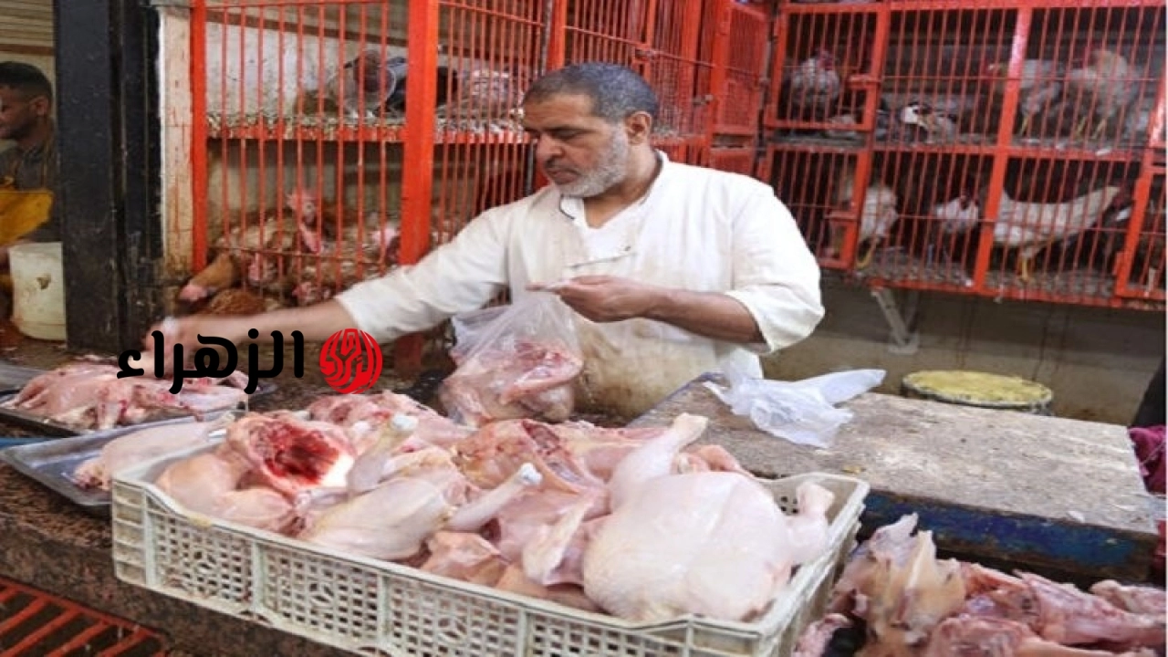 تراجع ملحوظ بأسعار الدواجن والبيض في الأسواق المصرية اليوم الأحد 10 مايو 2026