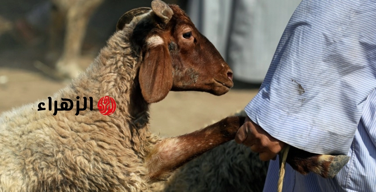لو ناوي تضحي.. قرار عاجل من الحكومة يٌسعد ملايين المواطنين قبل عيد الأضخى