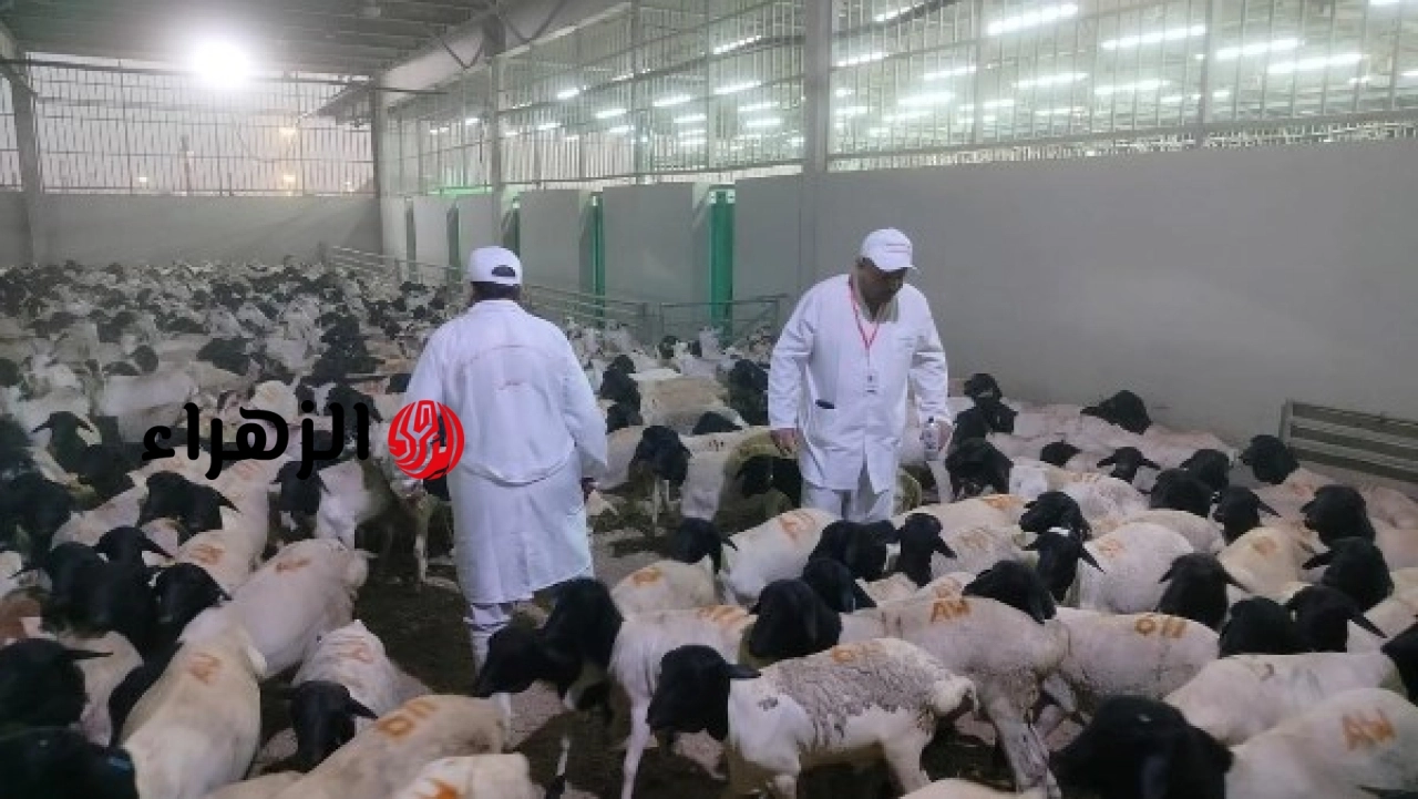 الزراعة تعلن بدء أعمال البعثة المصرية للإشراف على الهدي والأضاحي في السعودية