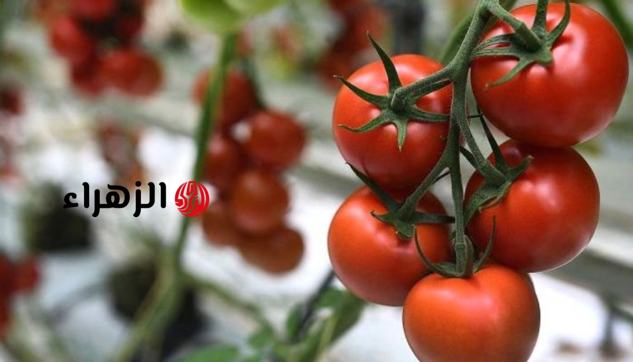 ما حقيقة رش الطماطم في الأسواق بمادة “الإثيريل” المتسببة في الفشل الكلوي؟