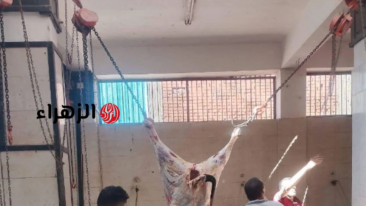 المجازر الحكومية تفتح أبوابها للمواطنين مجانًا وتستقبل عشرة آلاف أضحية في أول أيام العيد