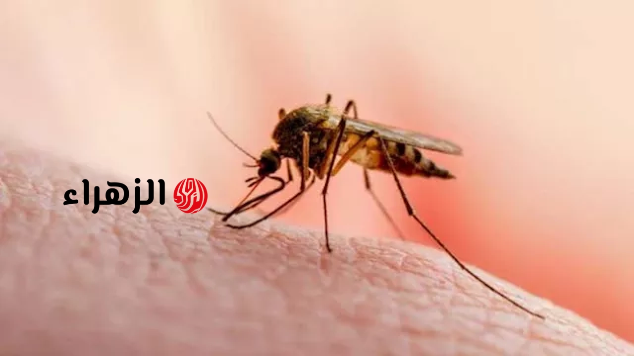 لون الملابس بيفرق.. 3 خطوات “علمية” للحماية من لدغات الناموس