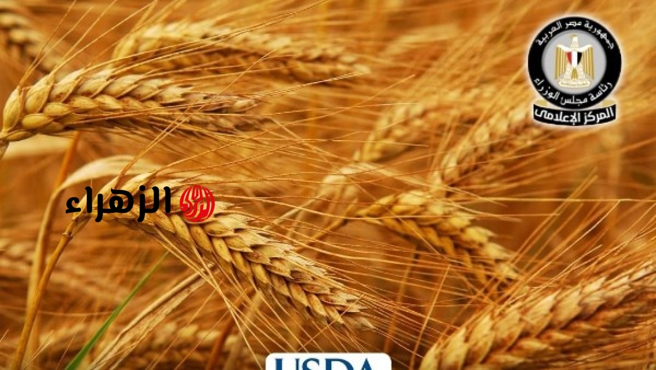 الولايات المتحدة ترحب بقرار مصر رفع أسعار القمح وتؤكد دعمه للاستقرار الغذائي في المنطقة