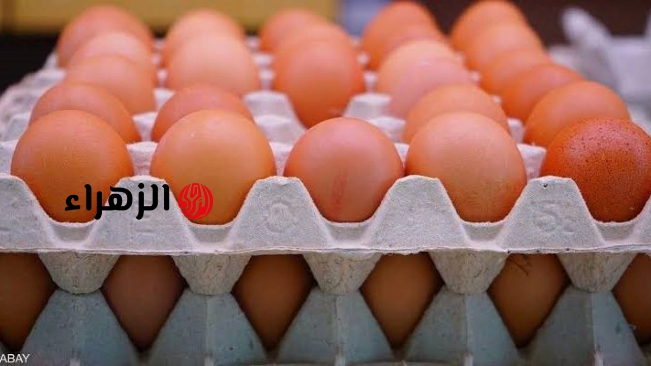 نزلت النص.. هبوط تاريخي في أسعار كرتونة البيض في السوق | شوف وصلت كام