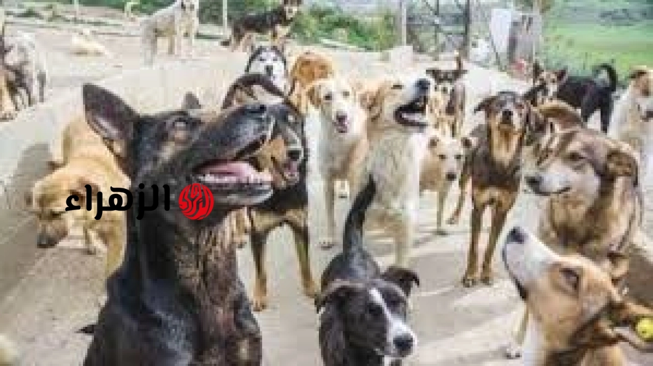 خبيرة بيطرية تكشف أسباب انتشار الكلاب الضالة في الشوارع وتحدد الحلول المقترحة