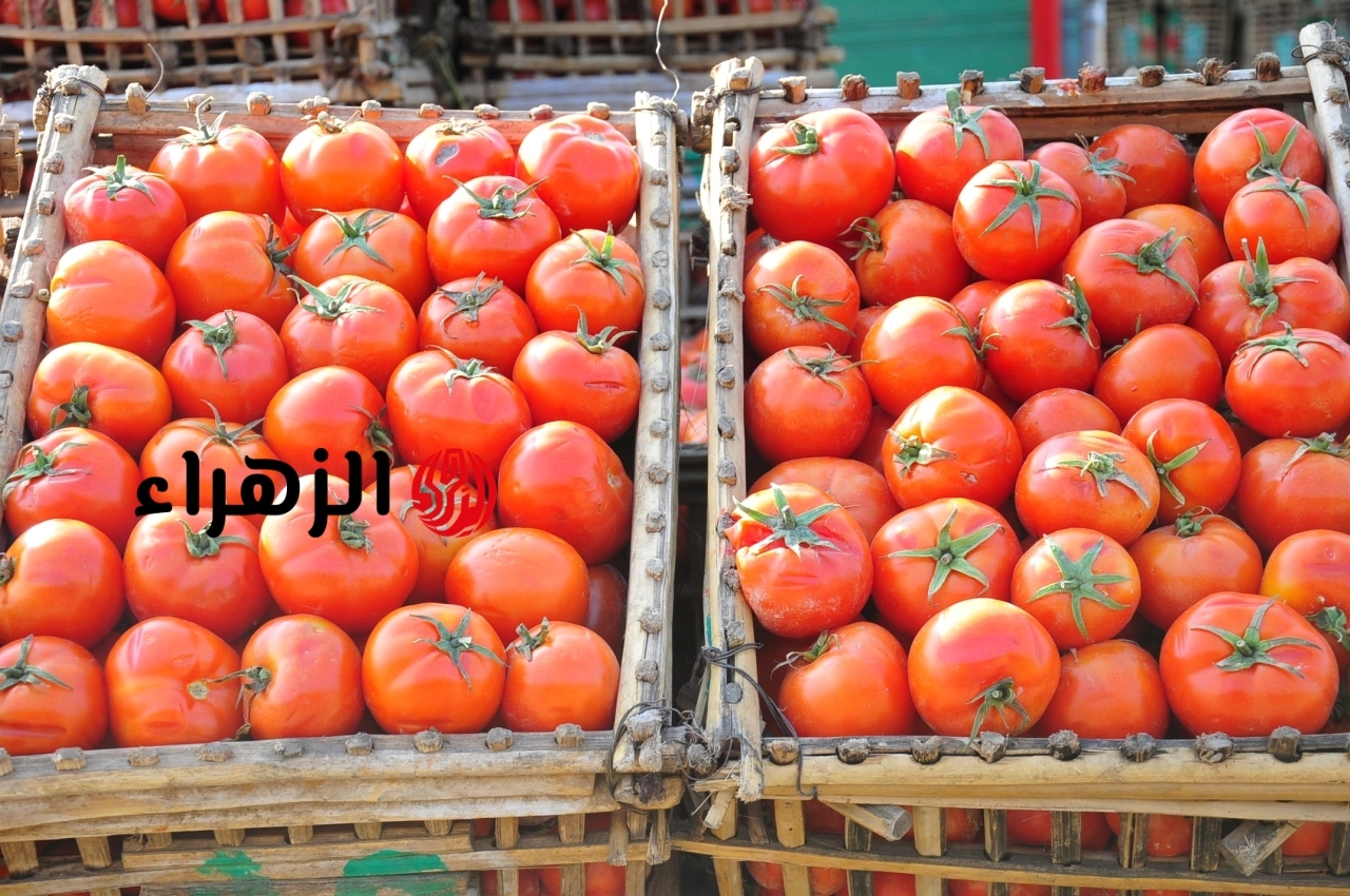 “يا مجنونة يا اوطة”.. سعر الطماطم اليوم الثلاثاء 19/5/2026 بعد الارتفاع الاخير في السوق