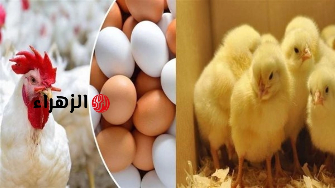 الفراخ بكام انهاردة؟.. سعر الفراخ البيضاء اليوم الأربعاء 6 مايو 2026 في بورصة الدواجن والسوق 6 سعر الفراخ البيضاء اليوم الأربعاء 6 مايو 2026
