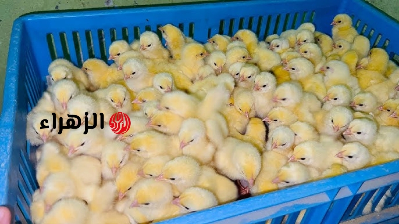 هبوط تام .. سعر الكتكوت الأبيض اليوم الثلاثاء 19 مايو 2026 في الأسواق والمزارع