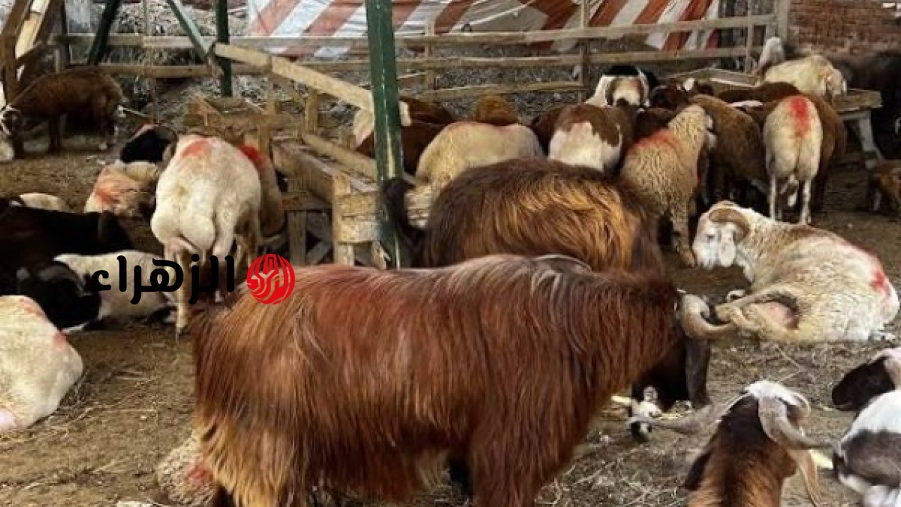 طريقة فحص أضحية عيد الأضحى والشروط الرسمية لذبح الأضاحي