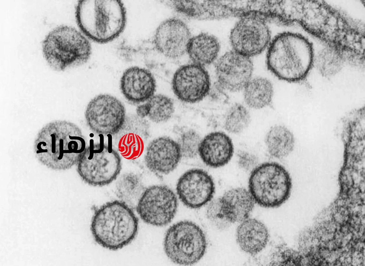 هل تفرض قيود على السفر؟.. الصحة العالمية تكشف تطورات فيروس هانتا وتحذر المواطنين 6 فيروس هانتا