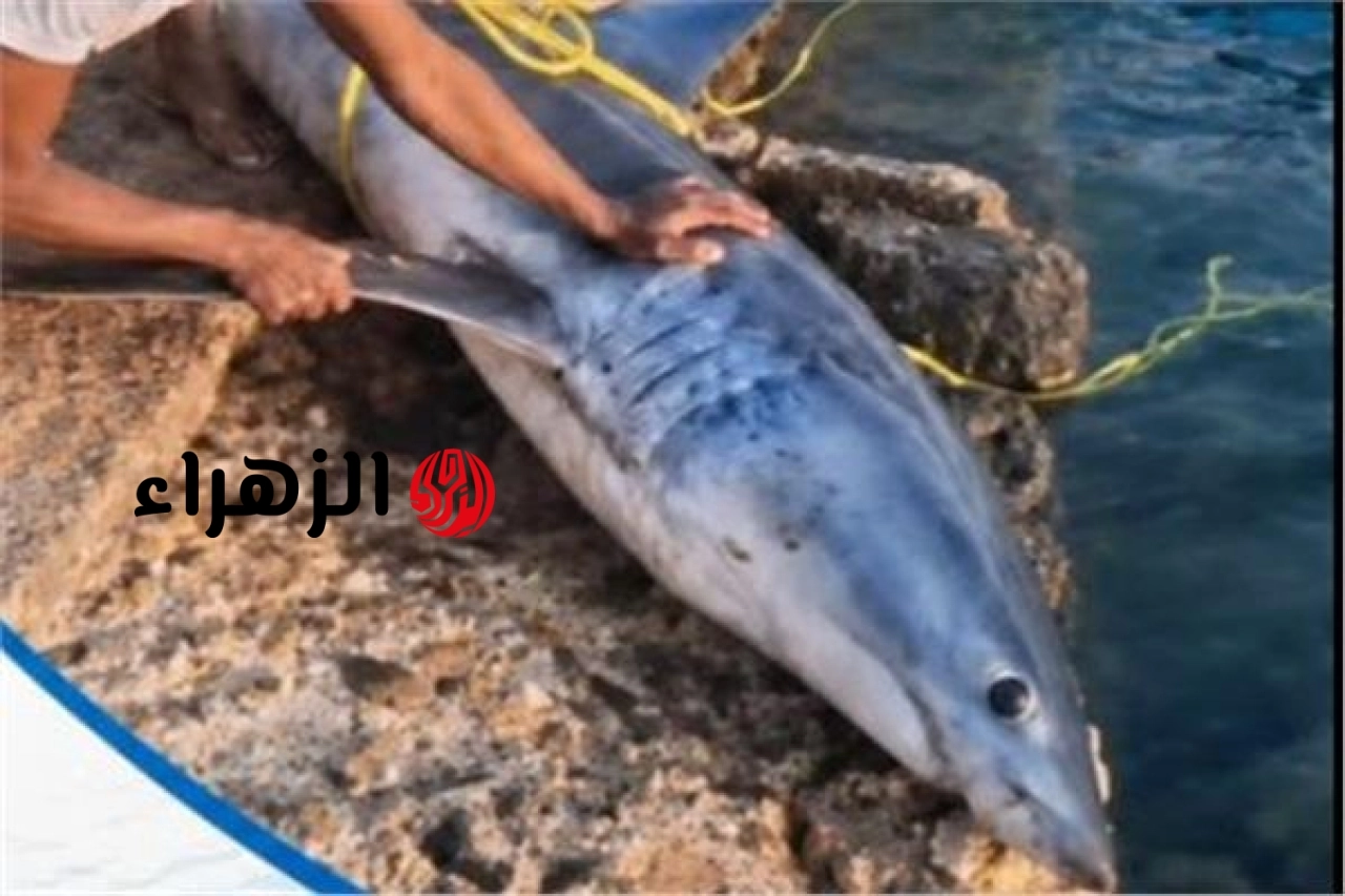 عاجل.. أول تعليق من المعهد القومي لعلوم البحار والمصايد على ظهور قرش الماكو بالبحر الأحمر