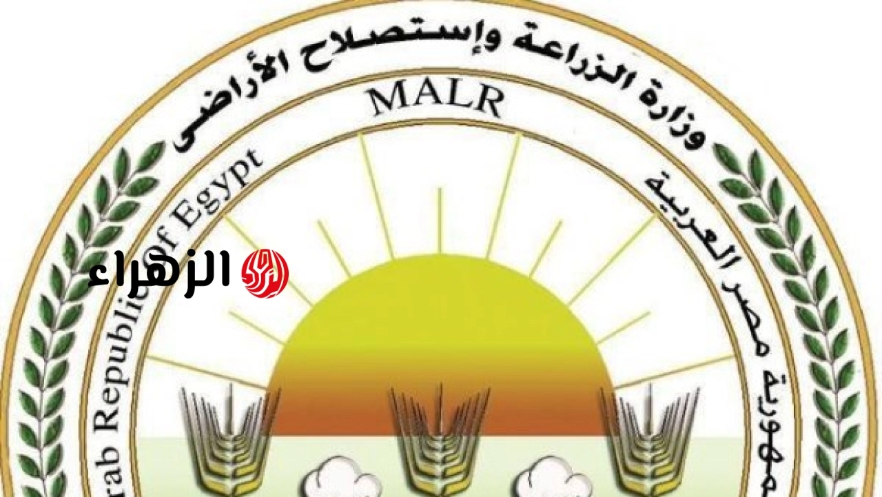 مصر تحصل على اعتماد دولي بتجديد خلو الخيول المصرية من طاعون الخيل الأفريقي
