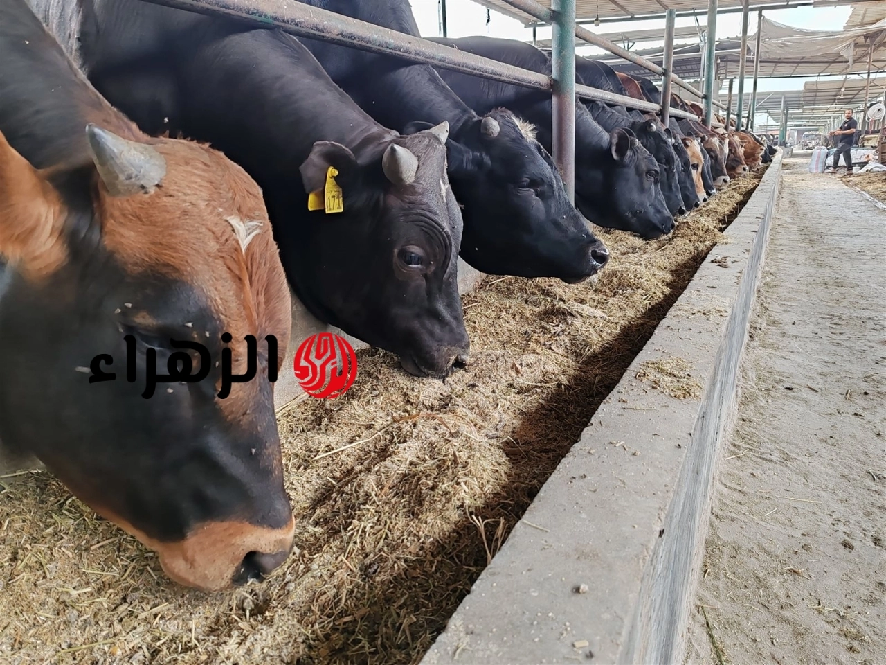 وزارة التموين تعلن أماكن بيع اللحوم البلدية بسعر 300 جنيه للكيلو