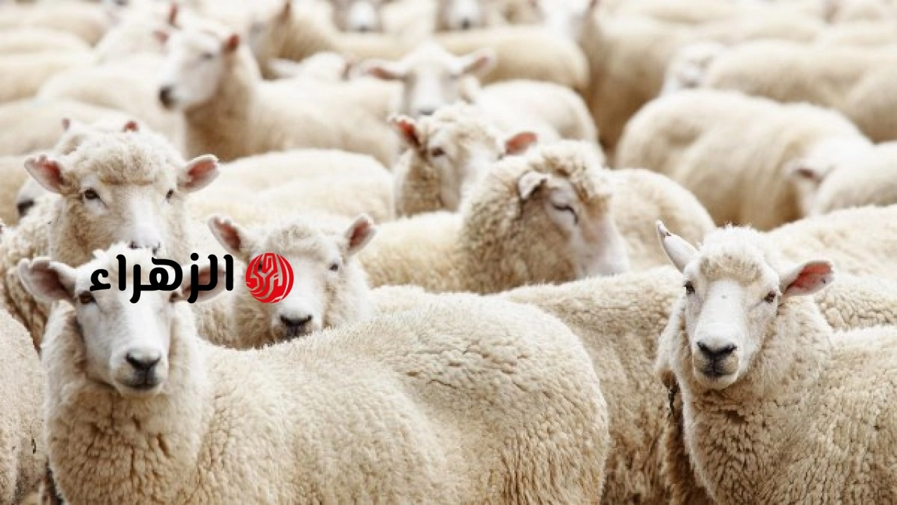 وزارة الزراعة تعلن شروط الأضحية السليمة وتوضح المواصفات الواجب توافرها في الأضحية قبل الشراء