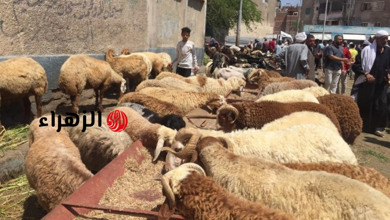 وزارة الصحة تحذر من تناول لحوم مجهولة المصدر وتدعو المواطنين لشراء اللحوم من منافذ معتمدة