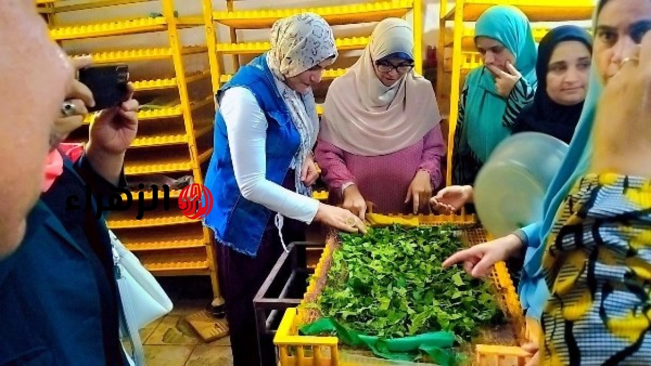 وقاية النباتات يؤهل 25 سيدة ريفية لإدارة مشروعات إنتاج الحرير الطبيعي