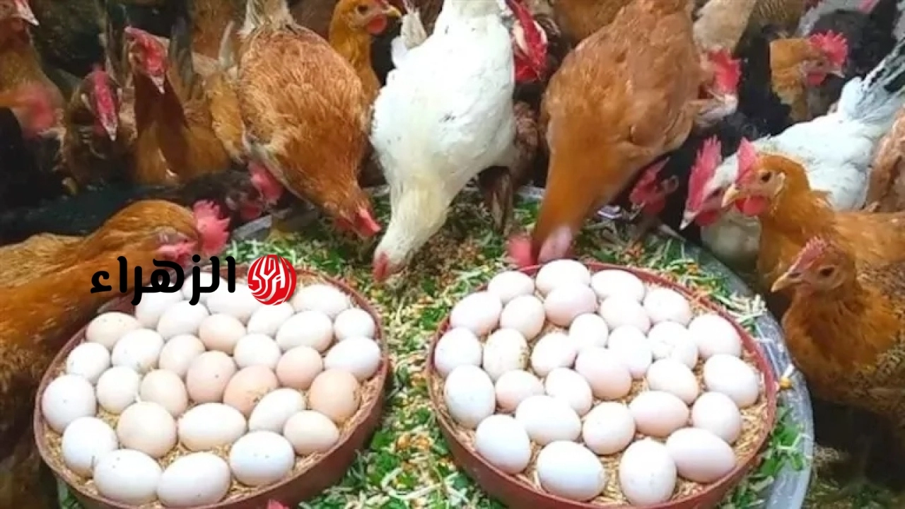 بورصة الدواجن.. أسعار الفراخ اليوم الجمعة في المزارع والأسواق